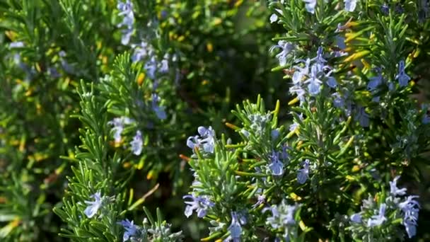 Blooming Rosmar nus officin lis or rosemary. Natural background with blossoming perennial herb. — Stock Video