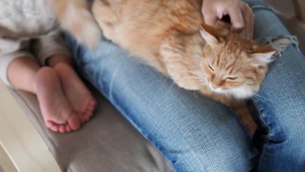 Lindo gato jengibre durmiendo de rodillas. Cojín mullido para mascotas, mujer en jeans rotos acaricia a su mascota. El pequeño bebé se sienta cerca de él. Acogedora casa . — Vídeo de stock