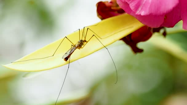 Crane Fly Tipulidae Mosquito Hawks Daddy Longlegs Insect Sitting Blooming — Stock Video