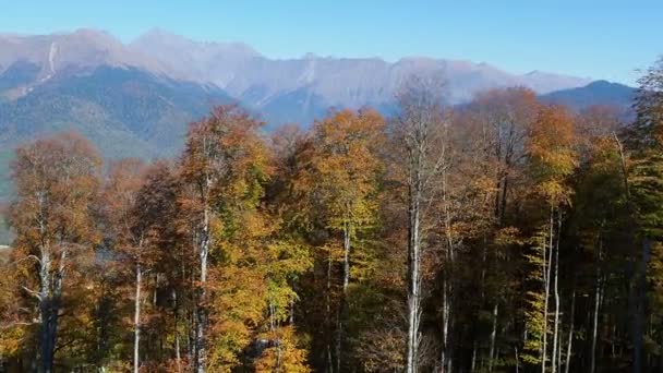 Panorama view on trees from moving cabins of the cable road. Funicular moving over trees on mountains slopes. Rosa Khutor, Russia. — Stock Video