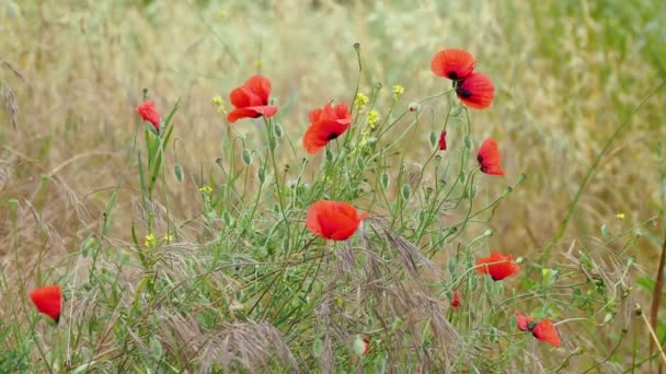 Blooming poppy flower. Natural background with blossoming plant. Turkey. — Stock Video