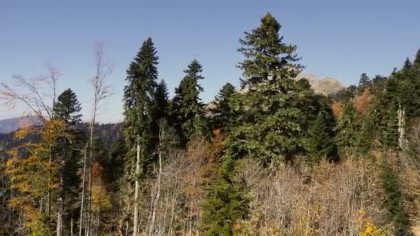 Panoramatický pohled na stromech v pohybu kabiny kabel silnice. Lanová dráha pohybu nad stromy na horách sjezdovek. Rosa Khutor, Rusko. — Stock video