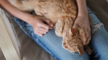 Şirin zencefil kedi diz uyuyor. Kabarık evde beslenen hayvan pinekleme, yırtık kot kadında onu evde beslenen hayvan sıvazlar. Rahat ev.
