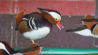 Mandarin ördeği, Aix galericulata. Renkli kuşlar su havuzu kenarında kalıyorsun.