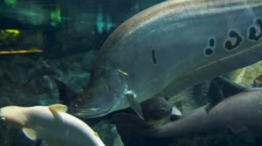 Palyaço featherback, palyaço knifefish veya benekli knifefish, Chitala ornata,