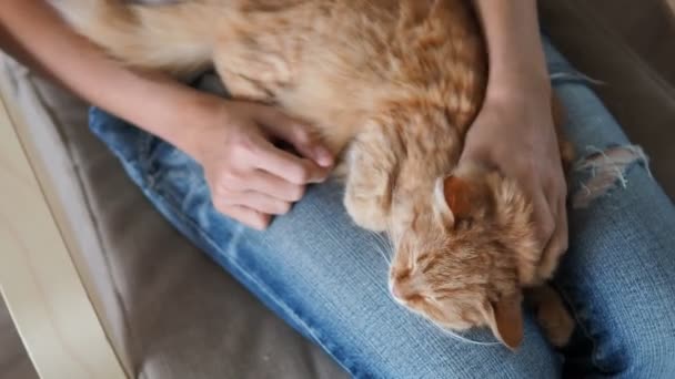 Söt ingefära katt som sover på knän. Fluffiga husdjur schaktning, kvinnan i trasiga jeans linjer hennes husdjur. Mysiga hem. — Stockvideo