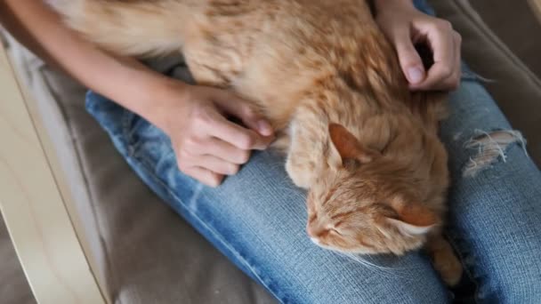 Söt ingefära katt som sover på knän. Fluffiga husdjur schaktning, kvinnan i trasiga jeans linjer hennes husdjur. Mysiga hem. — Stockvideo