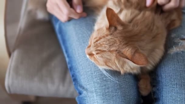 Carino gatto zenzero che dorme sulle ginocchia. Fluffy pet sonnecchiare, donna in jeans strappati accarezza il suo animale domestico. Accogliente casa . — Video Stock