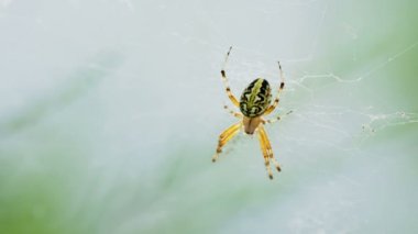 Örümcek onun web üzerinde oturuyor. Kemer, Türkiye.