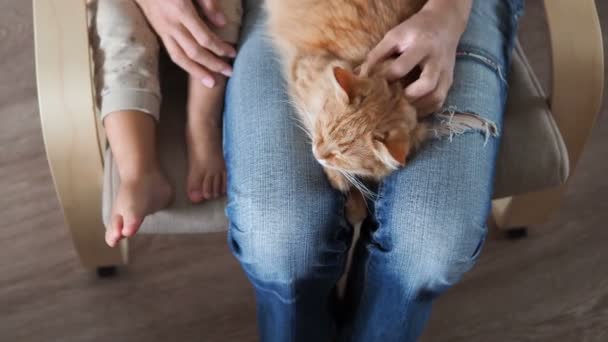 Lindo gato jengibre durmiendo de rodillas. Cojín mullido para mascotas, mujer en jeans rotos acaricia a su mascota. El pequeño bebé se sienta cerca de él. Acogedora casa . — Vídeo de stock