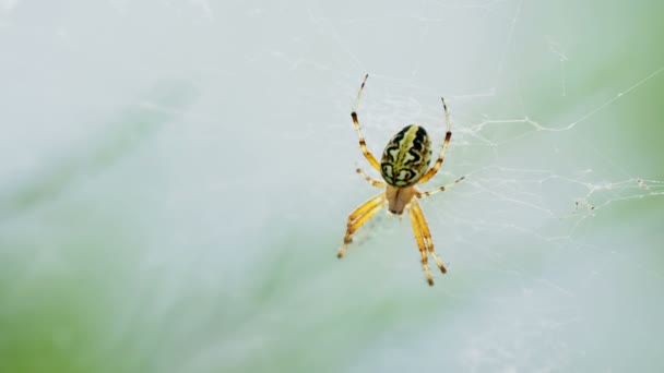 Örümcek onun web üzerinde oturuyor. Kemer, Türkiye. — Stok video