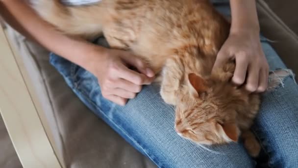 Gato de gengibre bonito dormindo de joelhos. Dormindo fofo, mulher de jeans rasgado acaricia seu animal de estimação. Casa aconchegante . — Vídeo de Stock