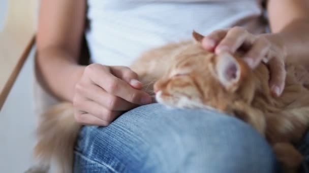 Niedliche Ingwerkatze, die auf Knien schläft. flauschiges Haustier dösen, Frau in zerrissenen Jeans streichelt ihr Haustier. Gemütliches Zuhause. — Stockvideo