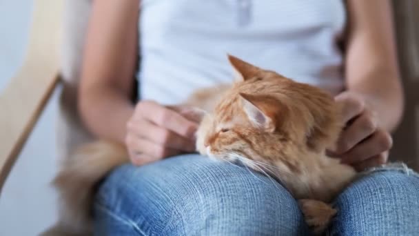 Lindo gato jengibre durmiendo de rodillas. Cojín mullido para mascotas, mujer en jeans rotos acaricia a su mascota. Acogedora casa . — Vídeo de stock