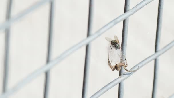 Pavouk chytil mouchu na webu. Hmyz se točí své oběti s webem. — Stock video