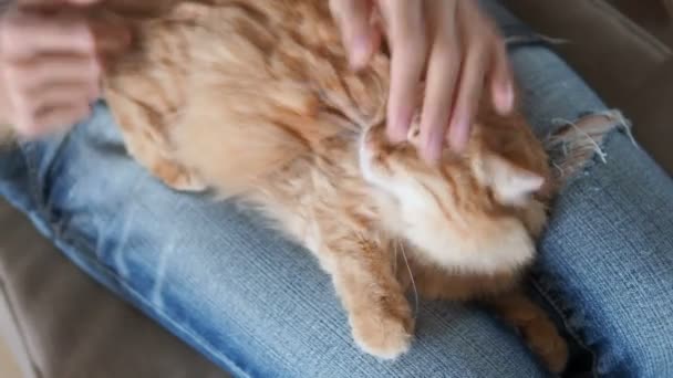 Lindo gato jengibre durmiendo de rodillas. Cojín mullido para mascotas, mujer en jeans rotos acaricia a su mascota. Acogedora casa . — Vídeos de Stock