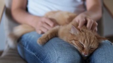 Şirin zencefil kedi diz uyuyor. Kabarık evde beslenen hayvan pinekleme, yırtık kot kadında onu evde beslenen hayvan sıvazlar. Rahat ev.
