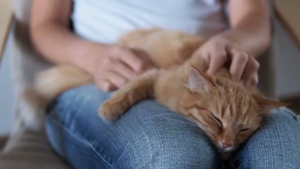 可爱的生姜猫睡在膝盖上。毛茸茸的宠物打瞌睡, 女人穿着撕破的牛仔裤抚摸她的宠物。舒适的家. — 图库视频影像