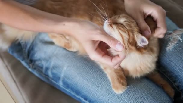 Lindo gato jengibre durmiendo de rodillas. Cojín mullido para mascotas, mujer en jeans rotos acaricia a su mascota. Acogedora casa . — Vídeos de Stock