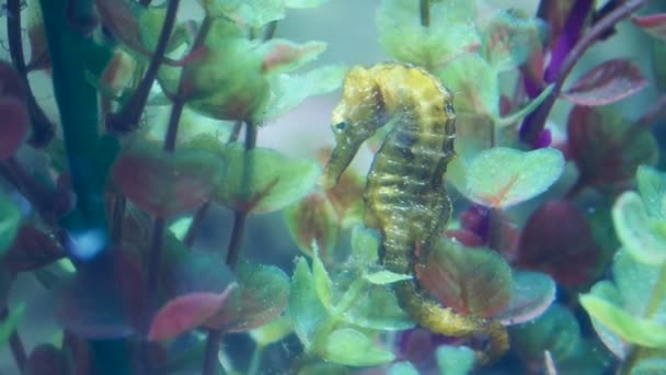 Hippocampus guttulatus, vulgarmente conhecido como o cavalo-marinho de focinho longo. Peixe marinho amarelo . — Vídeo de Stock