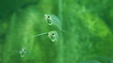 Kryptopterus bicirrhis, genellikle cam kedibalığı adı.