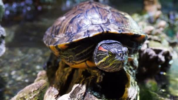 Slider stagno, Trachemys scripta, tartaruga semi-acquatica di medie dimensioni. Tartarughe dalle orecchie rosse . — Video Stock