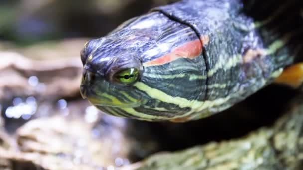 Слайдер пруда, Trachemys scripta, обычная полуводная черепаха среднего размера. Красноухие черепахи . — стоковое видео