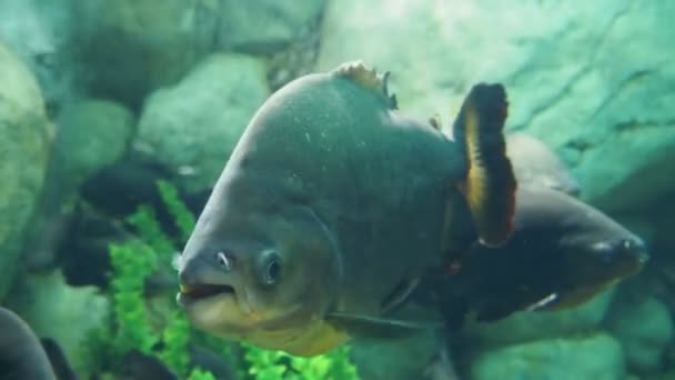 Tambaqui, or Colossoma macropomum, or black pacu, black-finned pacu, giant pacu, cachama, gamitana. Freshwater fish. — Stock Video