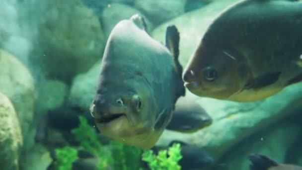 Tambaqui, o Colossoma macropomum, o black pacu, black-finned pacu, giant pacu, cachama, gamitana. Pesci d'acqua dolce . — Video Stock