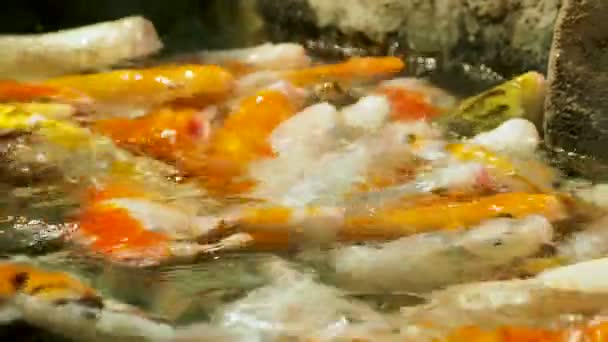 Aquário cheio de carpa faminta Koi peixes. Cyprinus carpio com bocas largas abertas. Sochi, Rússia . — Vídeo de Stock