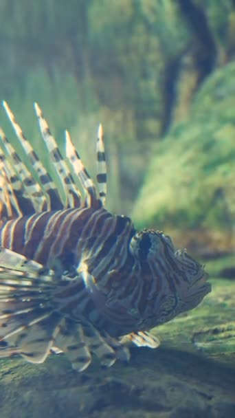 Video verticale 15sec. Pesce leone rosso o Pterois volitans. Pesci della barriera corallina velenosa . — Video Stock