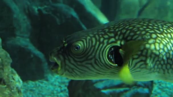 Arothron fish floats in aquarium. — Stock Video