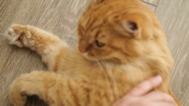 Üstten görünüm ahşap yerde yatarken şirin zencefil kedi üzerinde. Kabarık evde beslenen hayvan germe ve el ile oynamak.