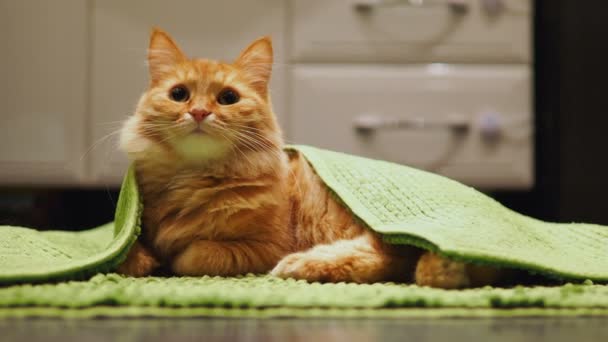 Lindo gato de jengibre acostado en baño debajo de una alfombra verde. La mascota esponjosa va a dormir allí. Acogedora casa . — Vídeo de stock