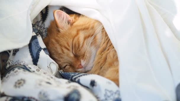 Cute ginger cat is sleeping in bed. Fluffy pet dozing under blanket. Cozy home background, morning bedtime. — Stock Video