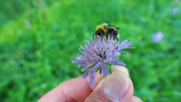 Man håller en violett blomma med humla. Naturlig bakgrund med insekt samlande pollen. — Stockvideo