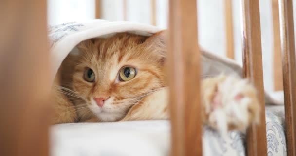 Gato de gengibre curioso bonito deitado sob cobertor na cama da criança. O animal fofo espetou a cabeça entre os carris do berço. Manhã acolhedora em casa . — Vídeo de Stock