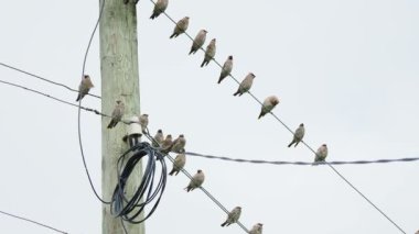 Bohem İpekkuyruk, Bombycilla garrulus, ötücü kuşlar starling ölçekli. Onları sürüsü teller Kenozerskiy Milli Parkı içinde oturan. Rusya.