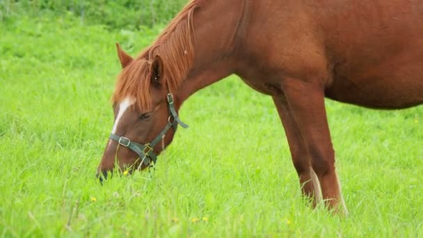 Κόλπο άλογο που βόσκει σε ένα πράσινο λιβάδι και τρώει φρέσκο χορτάρι. Εθνικό Πάρκο Kenozerskiy, Ρωσία. — Αρχείο Βίντεο