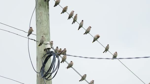 Ala de cera bohemia, Bombycilla garrulus, aves paseriformes de tamaño estornino. Una bandada de ellos sentados en cables en el parque nacional Kenozerskiy. Rusia . — Vídeo de stock