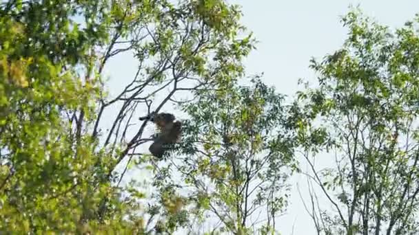 Duży ptak w rodzaju Falco siedzi na gałęzi drzewa i czyszczenie jego pióra. Park narodowy Kenozerskiy, Rosja. — Wideo stockowe