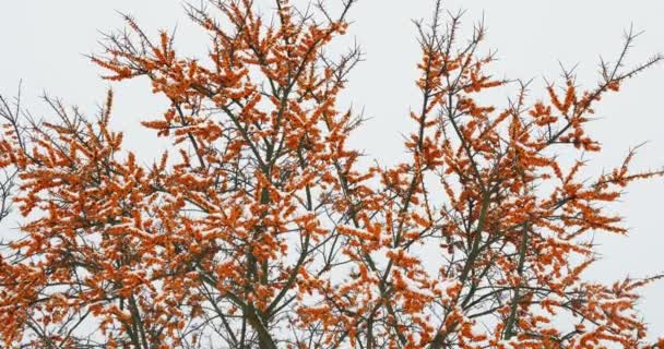 Ramas congeladas de espino cerval de mar con bayas. Día nevado de invierno. Rusia . — Vídeos de Stock