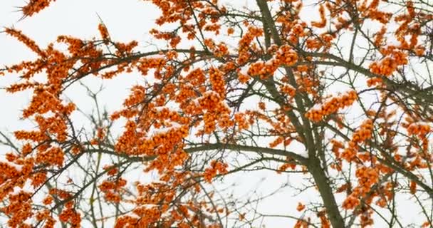 Bevroren takken van sea buckthorn met bessen. Besneeuwde winterdag. Rusland. — Stockvideo