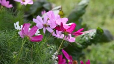 Çiçek açan evren çiçekler ile doğal yaz arka plan.