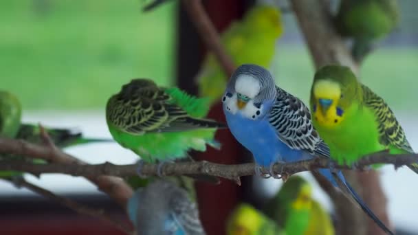 Papugi faliste lub Melopsittacus undulatus lub budgie lub nizinna. Bąbelek zielone i niebieskie ptaki siedzą na oddział i czyszczenia piór. — Wideo stockowe