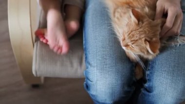 Şirin zencefil kedi diz uyuyor. Kabarık evde beslenen hayvan pinekleme, yırtık kot kadında onu evde beslenen hayvan sıvazlar. Küçük bebek yanına oturur. Rahat ev.