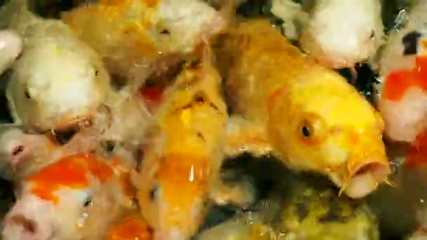 Akvárium, tele éhes ponty, Koi halak. Cyprinus carpio, széles szája. Sochi, Oroszország.