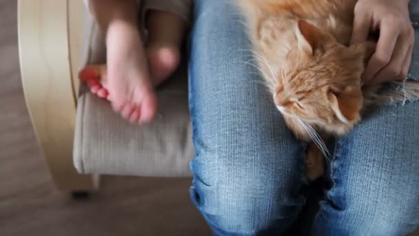 膝の上で眠っているかわいい生姜猫 ふわふわのペット居眠り 破れたジーンズの女性彼女のペットをストロークします 小さな赤ちゃんは 近くに座っています 居心地の良い家 — ストック動画