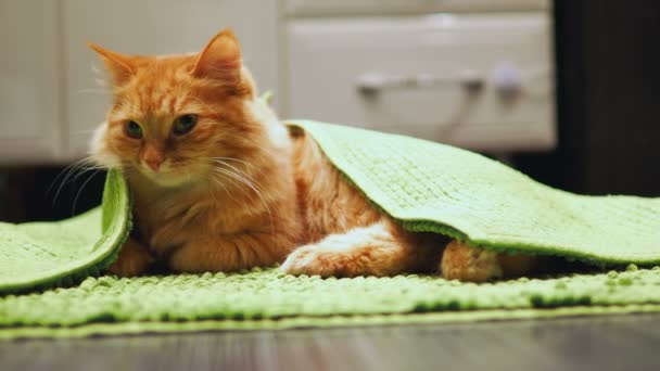 Lindo Gato Jengibre Acostado Baño Debajo Una Alfombra Verde Mascota — Vídeo de stock