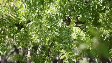 Yaz doğal arka plan yeşil ağaç yaprakları ile.